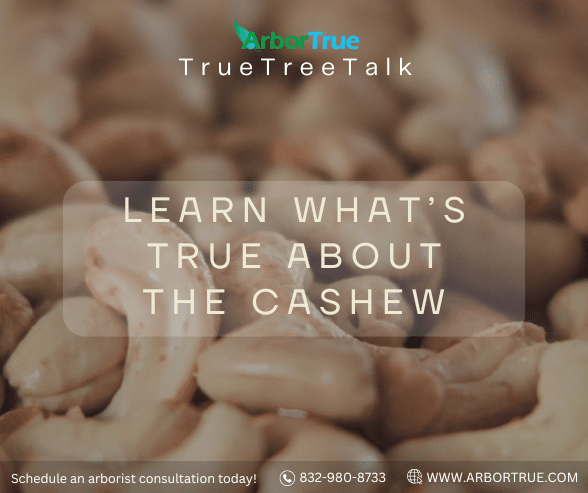 Learn What's True About The Cashew