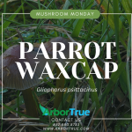 Mushroom Monday Parrot Waxcap (Gliophorus psittacinus)