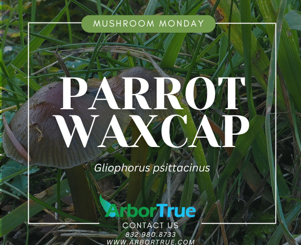 Mushroom Monday Parrot Waxcap (Gliophorus psittacinus)