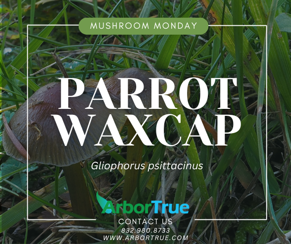 Mushroom Monday Parrot Waxcap (Gliophorus psittacinus)