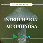 Mushroom Monday Stropharia aeruginosa