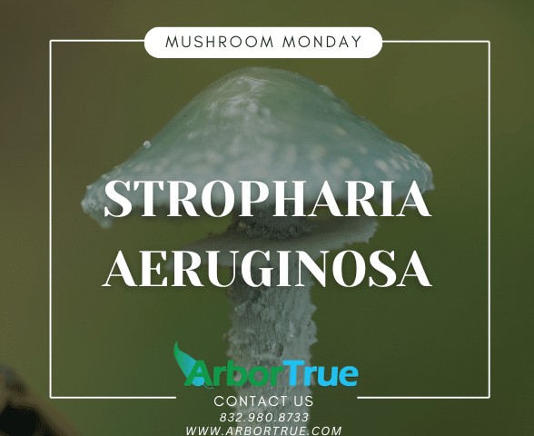 Mushroom Monday Stropharia aeruginosa