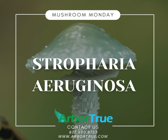Mushroom Monday Stropharia aeruginosa