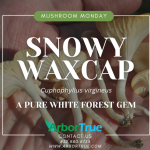 Snowy Waxcap (Cuphophyllus virgineus) A Pure White Forest Gem