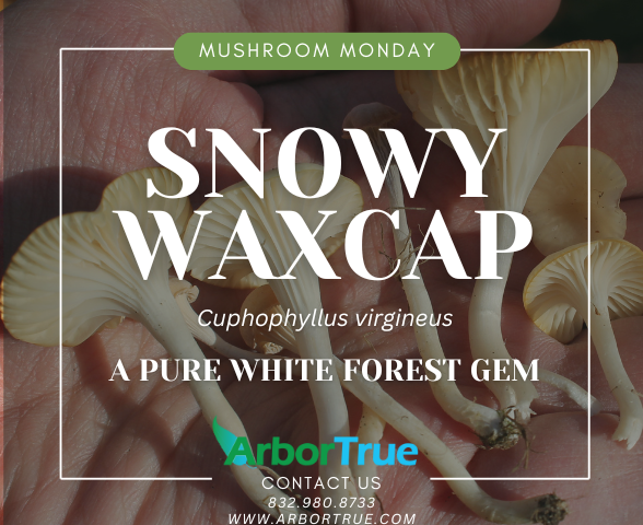 Snowy Waxcap (Cuphophyllus virgineus) A Pure White Forest Gem