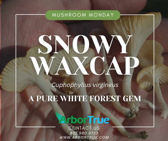 Snowy Waxcap (Cuphophyllus virgineus) A Pure White Forest Gem