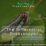 The Differential Grasshopper (Melanoplus differentials)