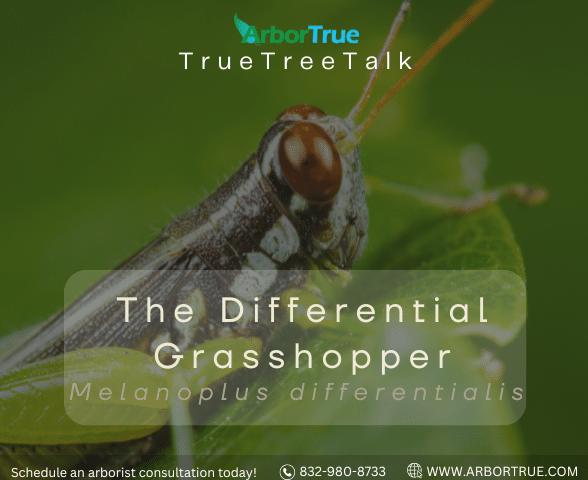 The Differential Grasshopper (Melanoplus differentials)