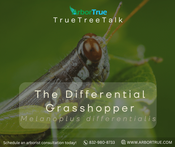 The Differential Grasshopper (Melanoplus differentials)