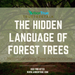 The Hidden Language of Forest Trees Understanding Tree Interactions
