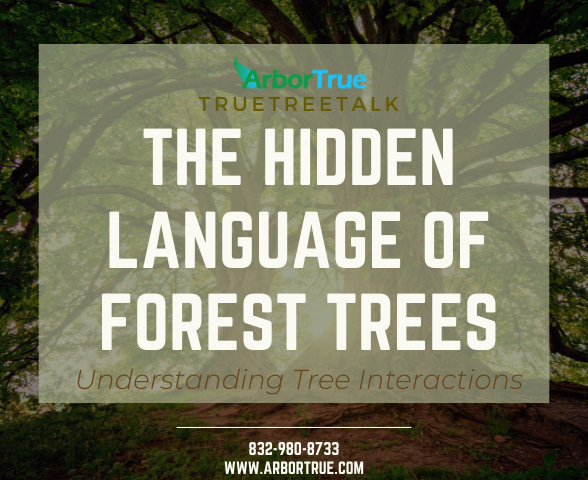 The Hidden Language of Forest Trees Understanding Tree Interactions