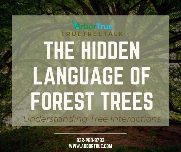 The Hidden Language of Forest Trees Understanding Tree Interactions