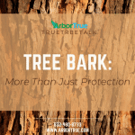 Tree Bark - More Than Just Protection