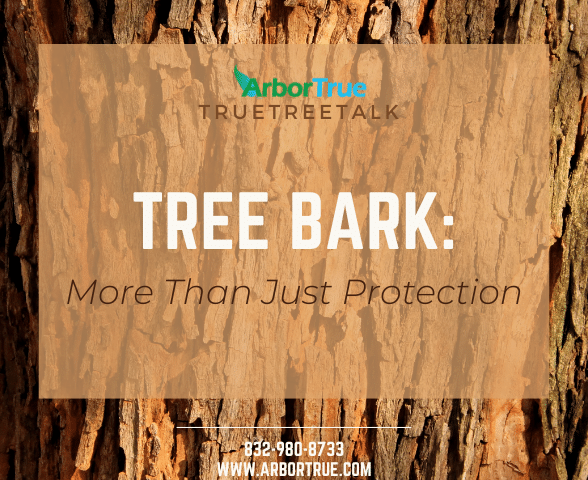 Tree Bark - More Than Just Protection