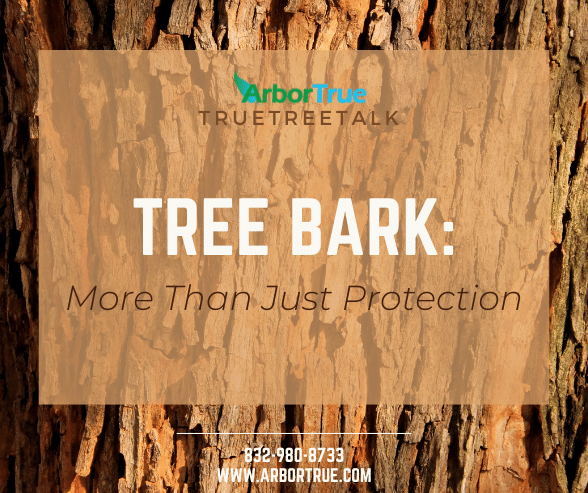 Tree Bark - More Than Just Protection