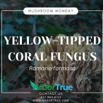 Yellow-Tipped Coral Fungus (Ramaria formosa)