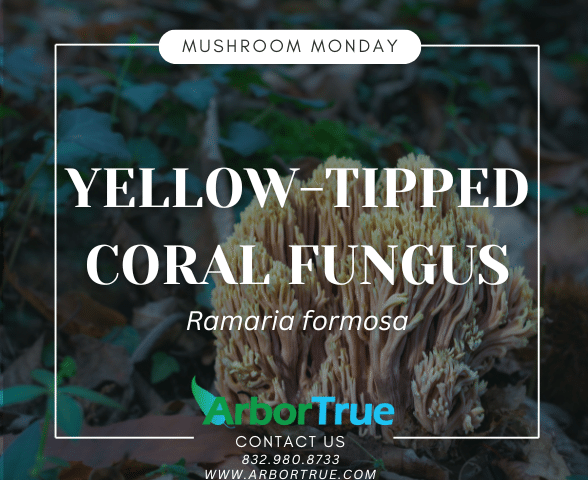 Yellow-Tipped Coral Fungus (Ramaria formosa)