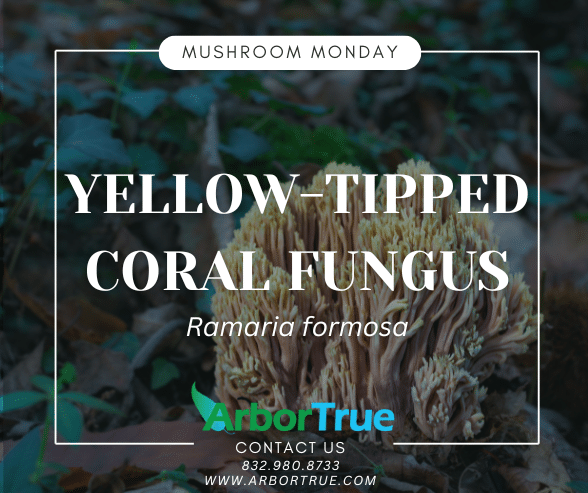 Yellow-Tipped Coral Fungus (Ramaria formosa)