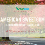 American Sweetgum (Liquidambar Styraciflua) A Star-Leaved Beauty