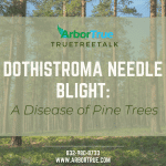Dothistroma Needle Blight A Disease of Pine Trees