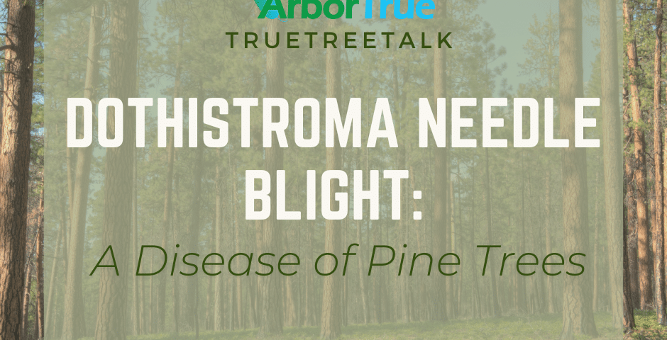 Dothistroma Needle Blight A Disease of Pine Trees