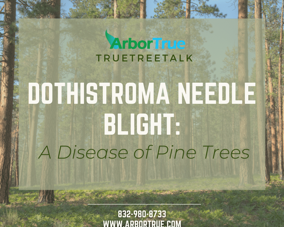 Dothistroma Needle Blight A Disease of Pine Trees