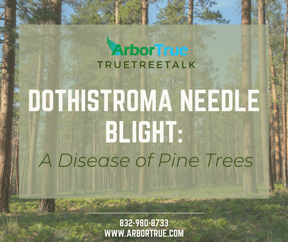 Dothistroma Needle Blight A Disease of Pine Trees