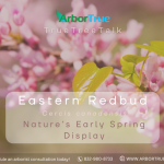 Eastern Redbud (Cercis canadensis) Nature's Early Spring Display