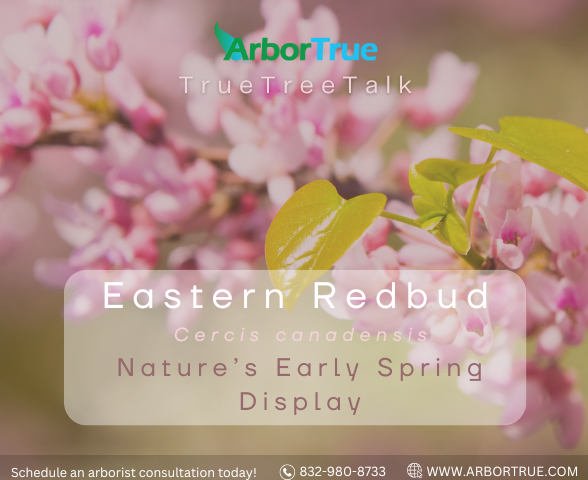 Eastern Redbud (Cercis canadensis) Nature's Early Spring Display