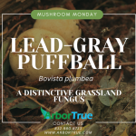 Mushroom Monday Lead-Gray Puffball (Bocista plumbea) A Distinctive Grassland Fungus