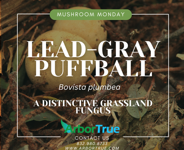 Mushroom Monday Lead-Gray Puffball (Bocista plumbea) A Distinctive Grassland Fungus