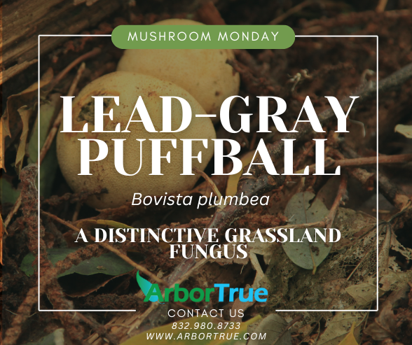 Mushroom Monday Lead-Gray Puffball (Bocista plumbea) A Distinctive Grassland Fungus
