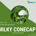 Mushroom Monday Milky Conecap (Conocybe apala)