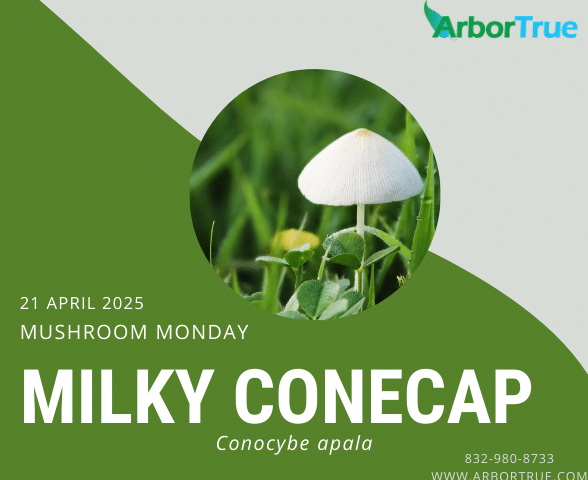 Mushroom Monday Milky Conecap (Conocybe apala)