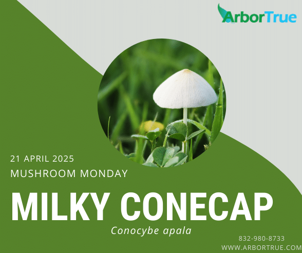 Mushroom Monday Milky Conecap (Conocybe apala)