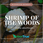 Mushroom Monday Shrimp of The Woods (Entoloma abortivum)