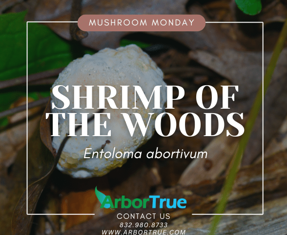 Mushroom Monday Shrimp of The Woods (Entoloma abortivum)