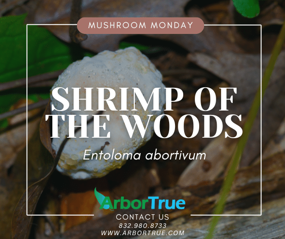 Mushroom Monday Shrimp of The Woods (Entoloma abortivum)