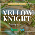 Mushroom Monday Yellow Knight (Tricholoma equestre)