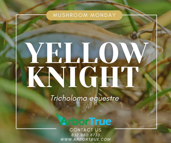 Mushroom Monday Yellow Knight (Tricholoma equestre)
