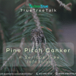 Pine Pitch Canker A Serious Tree Infection