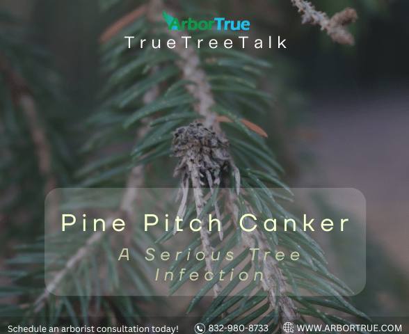Pine Pitch Canker A Serious Tree Infection