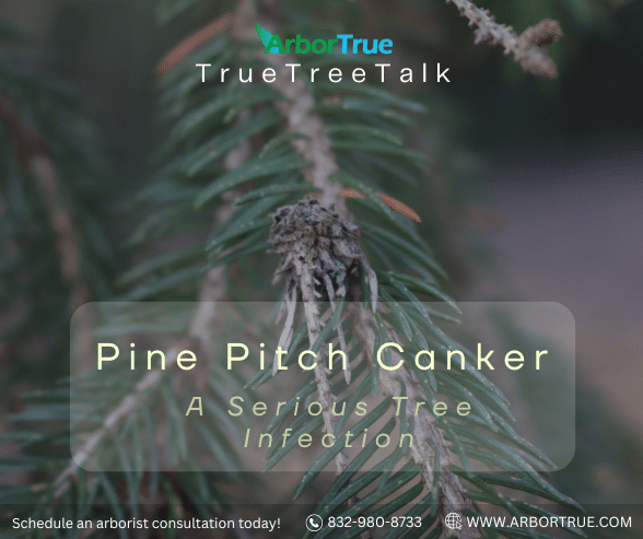 Pine Pitch Canker A Serious Tree Infection