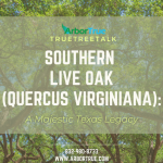 Southern live oak (quercus virginiana)