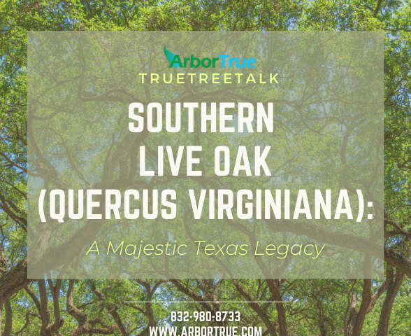 Southern live oak (quercus virginiana)