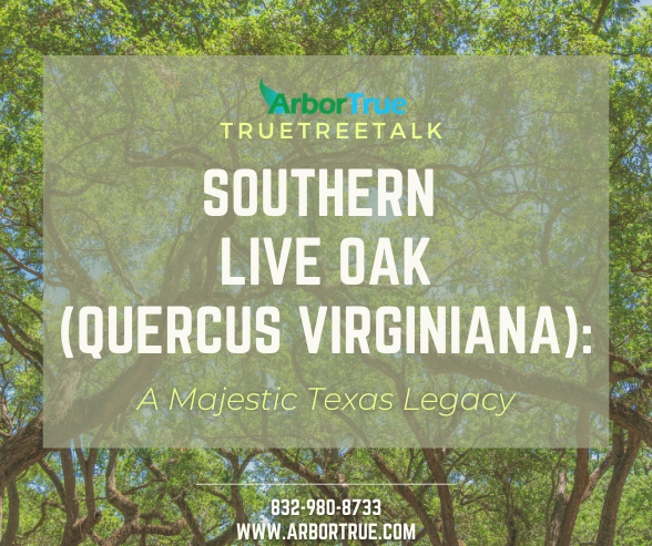 Southern 
live oak
(quercus virginiana)