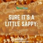 Sure It's a Little Sappy A Look at Tree Sap