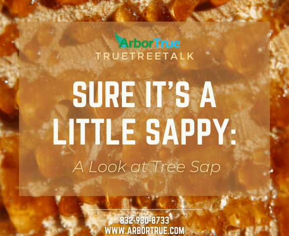 Sure It's a Little Sappy A Look at Tree Sap