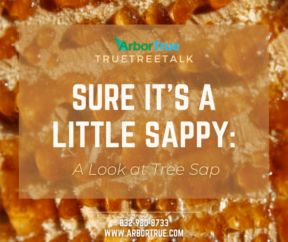 Sure It's a Little Sappy A Look at Tree Sap