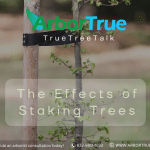 The Effects of Staking Trees